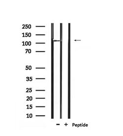 Phospho-BCLAF1 (Ser531) Polyclonal Antibody, Invitrogen 100 &mu;L; Unconjugated:Antibodies,