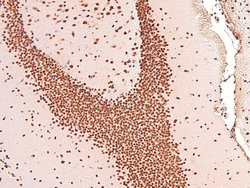 Invitrogen Phospho-CUX1 (Ser1215) Polyclonal Antibody 100 &mu;L; Unconjugated:Antibodies,