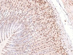 Invitrogen Phospho-CUX1 (Ser1215) Polyclonal Antibody 100 &mu;L; Unconjugated:Antibodies,