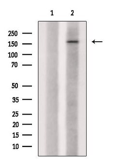 Invitrogen Phospho-CUX1 (Ser1215) Polyclonal Antibody 100 &mu;L; Unconjugated:Antibodies,