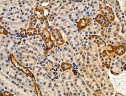 Invitrogen Phospho-HTRA2 (Ser212) Polyclonal Antibody 100 &mu;L; Unconjugated:Antibodies,