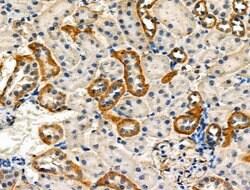 Invitrogen Phospho-HTRA2 (Ser212) Polyclonal Antibody 100 &mu;L; Unconjugated:Antibodies,