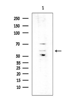 Invitrogen Phospho-HTRA2 (Ser212) Polyclonal Antibody 100 &mu;L; Unconjugated:Antibodies,