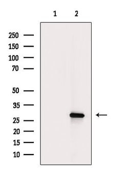 Invitrogen Phospho-JDP2 (Thr148) Polyclonal Antibody 100 &mu;L; Unconjugated:Antibodies,