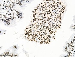 Invitrogen Phospho-MUC1 (Ser1227) Polyclonal Antibody 100 &mu;L; Unconjugated:Antibodies,