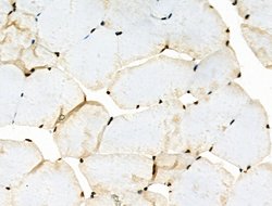 Invitrogen Phospho-MUC1 (Ser1227) Polyclonal Antibody 100 &mu;L; Unconjugated:Antibodies,