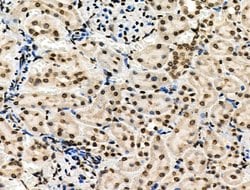 Invitrogen Phospho-MUC1 (Ser1227) Polyclonal Antibody 100 &mu;L; Unconjugated:Antibodies,