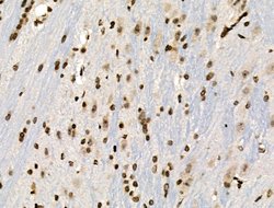 Invitrogen Phospho-MUC1 (Ser1227) Polyclonal Antibody 100 &mu;L; Unconjugated:Antibodies,