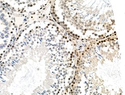 Invitrogen Phospho-MUC1 (Ser1227) Polyclonal Antibody 100 &mu;L; Unconjugated:Antibodies,
