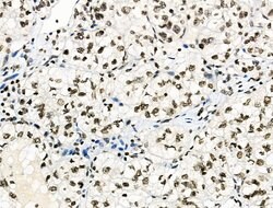 Invitrogen Phospho-MUC1 (Ser1227) Polyclonal Antibody 100 &mu;L; Unconjugated:Antibodies,