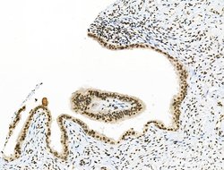 Invitrogen Phospho-MUC1 (Ser1227) Polyclonal Antibody 100 &mu;L; Unconjugated:Antibodies,