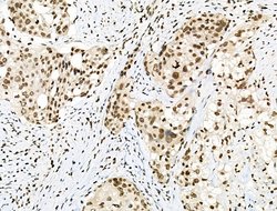 Invitrogen Phospho-MUC1 (Ser1227) Polyclonal Antibody 100 &mu;L; Unconjugated:Antibodies,