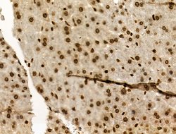 Invitrogen Phospho-MUC1 (Ser1227) Polyclonal Antibody 100 &mu;L; Unconjugated:Antibodies,