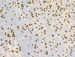 Invitrogen Phospho-MUC1 (Ser1227) Polyclonal Antibody 100 &mu;L; Unconjugated:Antibodies,