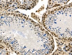 Invitrogen Phospho-MUC1 (Ser1227) Polyclonal Antibody 100 &mu;L; Unconjugated:Antibodies,