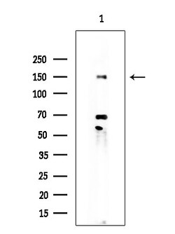 Invitrogen Phospho-MUC1 (Ser1227) Polyclonal Antibody 100 &mu;L; Unconjugated:Antibodies,