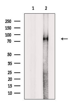 Invitrogen Phospho-p73 (Thr86) Polyclonal Antibody 100 &mu;L; Unconjugated:Antibodies,