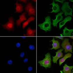 Invitrogen Phospho-PDX1 (Ser61) Polyclonal Antibody 100 &mu;L; Unconjugated:Antibodies,