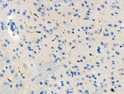 Invitrogen Phospho-Presenilin 1 (Ser353) Polyclonal Antibody 100 &mu;L;