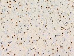 Invitrogen Phospho-SRF (Thr159) Polyclonal Antibody 100 &mu;L; Unconjugated:Antibodies,