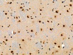 Invitrogen Phospho-SRF (Thr159) Polyclonal Antibody 100 &mu;L; Unconjugated:Antibodies,