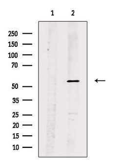 Invitrogen Phospho-SRF (Thr159) Polyclonal Antibody 100 &mu;L; Unconjugated:Antibodies,