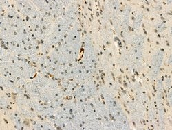 Invitrogen Phospho-XRCC4 (Ser260) Polyclonal Antibody 100 &mu;L; Unconjugated:Antibodies,