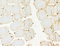 Invitrogen Phospho-XRCC4 (Ser260) Polyclonal Antibody 100 &mu;L; Unconjugated:Antibodies,