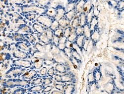 Invitrogen Phospho-DOK2 (Tyr345) Polyclonal Antibody 100 &mu;L; Unconjugated:Antibodies,