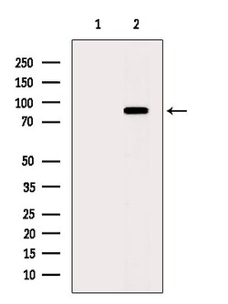 Invitrogen Phospho-TRIM28 (Ser824) Polyclonal Antibody 100 &mu;L; Unconjugated:Antibodies,