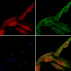 Invitrogen Phospho-Caspase 3 (Ser26) Polyclonal Antibody 100 &mu;L; Unconjugated:Antibodies,