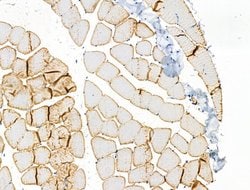 Invitrogen Phospho-ASAP2 (Ser701) Polyclonal Antibody 100 &mu;L; Unconjugated:Antibodies,