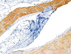 Invitrogen Phospho-ASAP2 (Ser701) Polyclonal Antibody 100 &mu;L; Unconjugated:Antibodies,