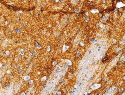 Invitrogen Phospho-Amyloid Precursor Protein (Thr729) Polyclonal Antibody