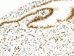 Invitrogen Phospho-SMC3 (Ser1067) Polyclonal Antibody 100 &mu;L; Unconjugated:Antibodies,