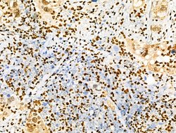 Invitrogen Phospho-SMC3 (Ser1067) Polyclonal Antibody 100 &mu;L; Unconjugated:Antibodies,