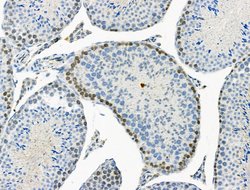 Invitrogen Phospho-SMC3 (Ser1067) Polyclonal Antibody 100 &mu;L; Unconjugated:Antibodies,