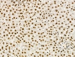 Invitrogen Phospho-SMC3 (Ser1067) Polyclonal Antibody 100 &mu;L; Unconjugated:Antibodies,