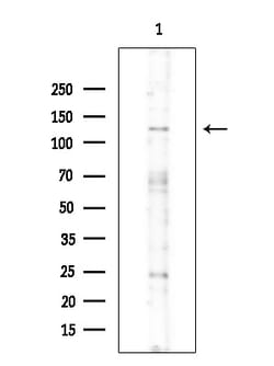 Invitrogen Phospho-SMC3 (Ser1067) Polyclonal Antibody 100 &mu;L; Unconjugated:Antibodies,