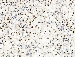 Invitrogen Phospho-Bcl-3 (Ser402) Polyclonal Antibody 100 &mu;L; Unconjugated:Antibodies,