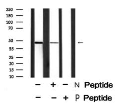Invitrogen Phospho-Bcl-3 (Ser402) Polyclonal Antibody 100 &mu;L; Unconjugated:Antibodies,