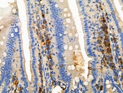 Invitrogen Phospho-CD19 (Tyr500) Polyclonal Antibody 100 &mu;L; Unconjugated:Antibodies,