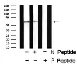 Invitrogen Phospho-CD19 (Tyr500) Polyclonal Antibody 100 &mu;L; Unconjugated:Antibodies,