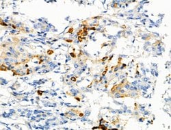 Invitrogen Phospho-C5AR1 (Ser327) Polyclonal Antibody 100 &mu;L; Unconjugated:Antibodies,
