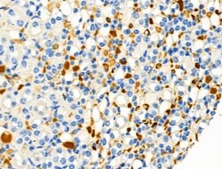 Invitrogen Phospho-C5AR1 (Ser327) Polyclonal Antibody 100 &mu;L; Unconjugated:Antibodies,