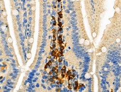 Invitrogen Phospho-C5AR1 (Ser327) Polyclonal Antibody 100 &mu;L; Unconjugated:Antibodies,