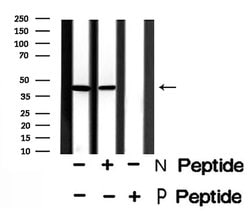 Invitrogen Phospho-C5AR1 (Ser327) Polyclonal Antibody 100 &mu;L; Unconjugated:Antibodies,