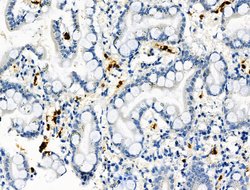 Invitrogen Phospho-RRAS (Tyr66) Polyclonal Antibody 100 &mu;L; Unconjugated:Antibodies,