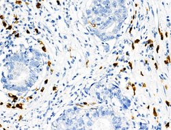 Invitrogen Phospho-RRAS (Tyr66) Polyclonal Antibody 100 &mu;L; Unconjugated:Antibodies,