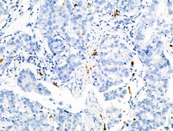 Invitrogen Phospho-RRAS (Tyr66) Polyclonal Antibody 100 &mu;L; Unconjugated:Antibodies,